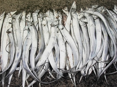 タチウオ大漁イメージ