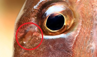 黒鯛の鼻イメージ画像