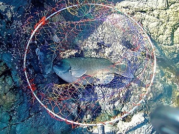 魚の視力イメージ画像
