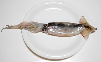 イカ釣りの餌イメージ画像